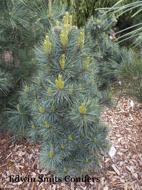 Pinus koraiensis 'La Lao Yang'